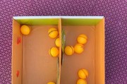 乒乓球捡球自制技巧教学——让你成为乒乓球捡球高手！（掌握乒乓球捡球技巧，提升你的反应和灵活性！）